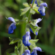 Plantes et arbustes avec inflorescence bleue