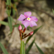 Plantes et arbustes avec inflorescence rose ou violette