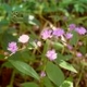 Plantes et arbustes avec inflorescence rose ou violette