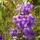 Plantes et arbustes avec inflorescence rose ou violette