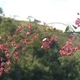 Plantes avec fleur(s) de couleur rouge