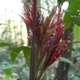 Plantes avec fleur(s) de couleur rouge