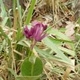 Plantes et arbustes avec inflorescence rose ou violette