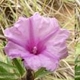 Plantes et arbustes avec inflorescence rose ou violette