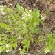 Plantes et arbustes du Cerrado avec inflorescence blanche