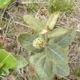 Plantes et arbustes du Cerrado avec inflorescence blanche