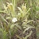 Plantes et arbustes du Cerrado avec inflorescence blanche