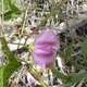 Plantes et arbustes avec inflorescence rose ou violette