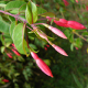 Plantes avec fleur(s) de couleur rouge