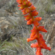 Plantes avec fleur(s) de couleur rouge