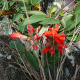 Plantes avec fleur(s) de couleur rouge