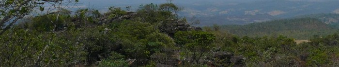 Fotografias das flores ou arbustos do bioma Cerrado