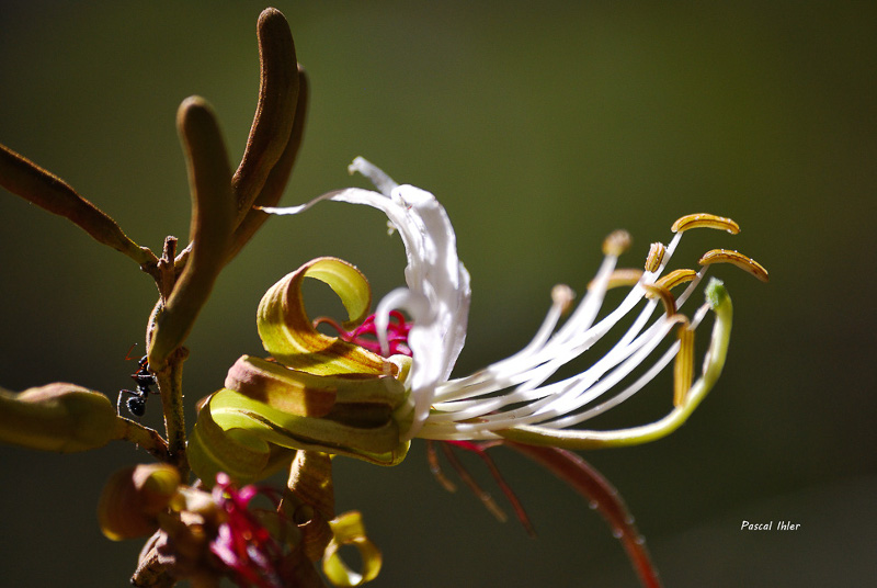 Seleção de fotografias - Fauna do bioma Cerrado -