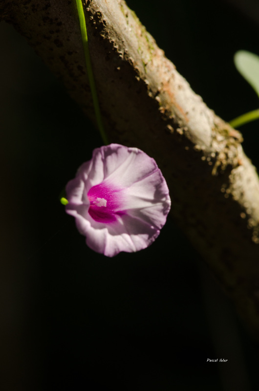 Seleção de fotografias - Fauna do bioma Cerrado -