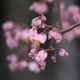 Plantas e arbustos com inflorescência de cor rosa ou roxa; ?>