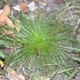 planta(s)