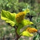 Plantas e arbustos com inflorescência de cor laranja; ?>