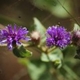 Plantas e arbustos com inflorescência de cor rosa ou roxa; ?>
