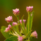 Plantas e arbustos com inflorescência de cor rosa ou roxa; ?>