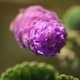 Plantas e arbustos com inflorescência de cor rosa ou roxa; ?>