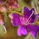 Plantas e arbustos com inflorescência de cor rosa ou roxa; ?>