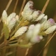 Plantas e arbustos com inflorescência de cor rosa ou roxa; ?>
