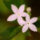 Plantas e arbustos com inflorescência de cor rosa ou roxa; ?>