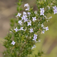Fotos de plantas com flor azul