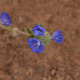 Fotos de plantas com flor azul