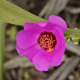 Plantas e arbustos com inflorescência de cor rosa ou roxa; ?>