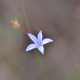 Fotos de plantas com flor azul