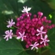 Plantas e arbustos com inflorescência de cor rosa ou roxa; ?>