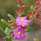 Plantas e arbustos com inflorescência de cor rosa ou roxa; ?>