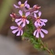 Plantas e arbustos com inflorescência de cor rosa ou roxa; ?>