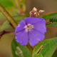 Fotos de plantas com flor azul