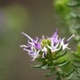 Plantas e arbustos com inflorescência de cor rosa ou roxa; ?>
