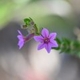 Plantas e arbustos com inflorescência de cor rosa ou roxa; ?>