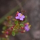 Plantas e arbustos com inflorescência de cor rosa ou roxa; ?>