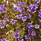 Fotos de plantas com flor azul