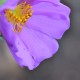 <br />
<b>Warning</b>:  Use of undefined constant PHOTOAZPAGINAINDEX - assumed 'PHOTOAZPAGINAINDEX' (this will throw an Error in a future version of PHP) in <b>/home/cerrado/www/pt/Visualizacao/floresrosas2.php</b> on line <b>148</b><br />
PHOTOAZPAGINAINDEX