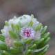 Plantas e arbustos com inflorescência de cor rosa ou roxa; ?>