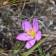 Plantas e arbustos com inflorescência de cor rosa ou roxa; ?>