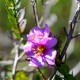 Plantas e arbustos com inflorescência de cor rosa ou roxa; ?>