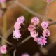 Plantas e arbustos com inflorescência de cor rosa ou roxa; ?>