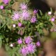 Plantas e arbustos com inflorescência de cor rosa ou roxa; ?>