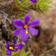 Fotos de plantas com flor azul