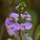 <br />
<b>Warning</b>:  Use of undefined constant PHOTOVEPAGINAINDEX - assumed 'PHOTOVEPAGINAINDEX' (this will throw an Error in a future version of PHP) in <b>/home/cerrado/www/pt/Visualizacao/floresrosas2.php</b> on line <b>156</b><br />
PHOTOVEPAGINAINDEX