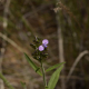 Fotos de plantas com flor azul