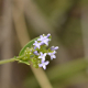 Fotos de plantas com flor azul