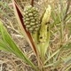 Fotos de Frutas e sementes